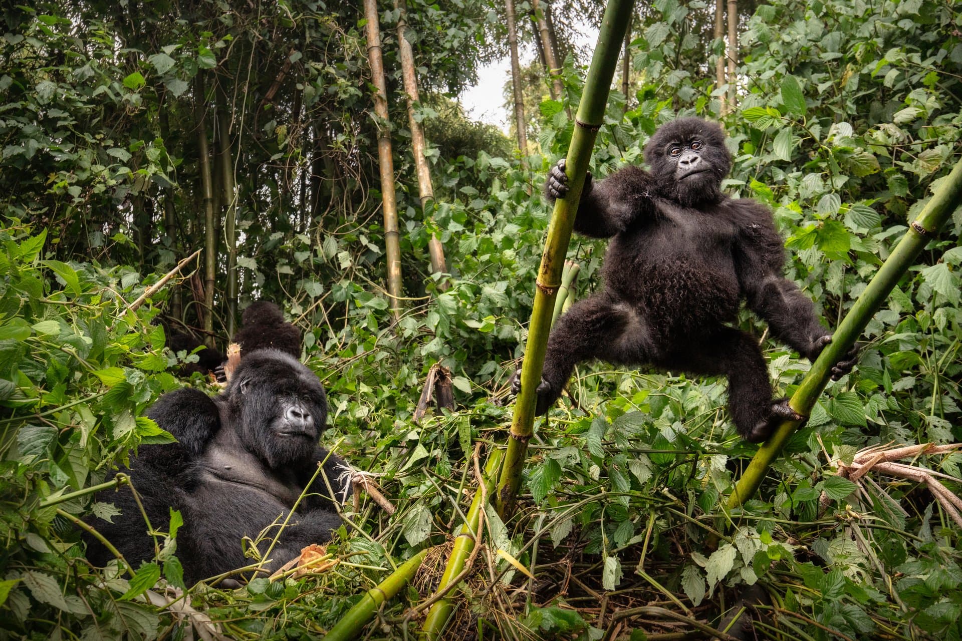 Tarsier Safaris - Discover Uganda's Wilderness