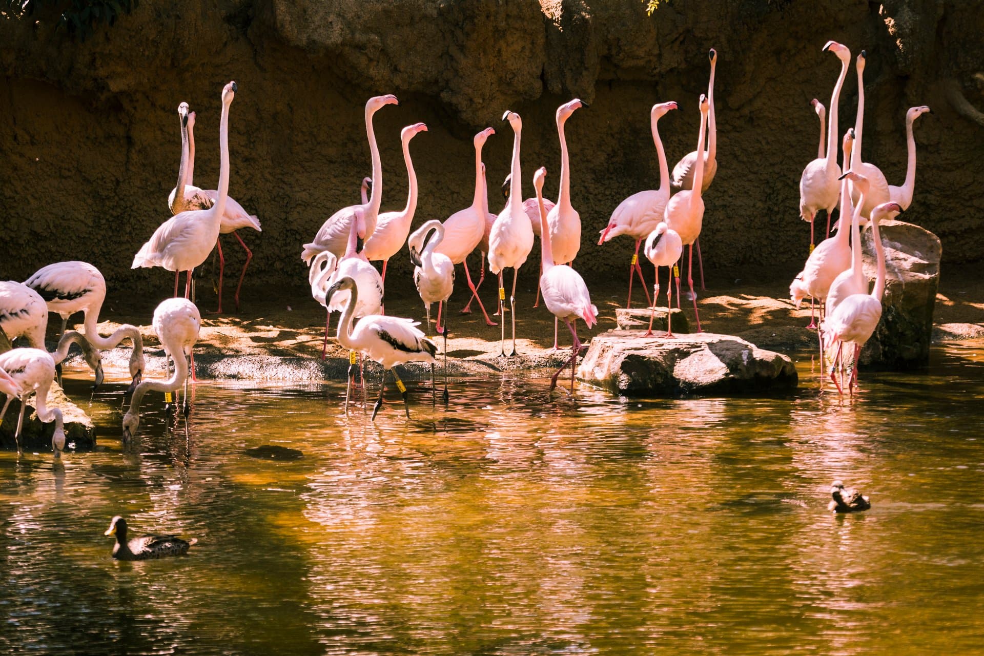 Tarsier Safaris - Pink Flamingo Paradise