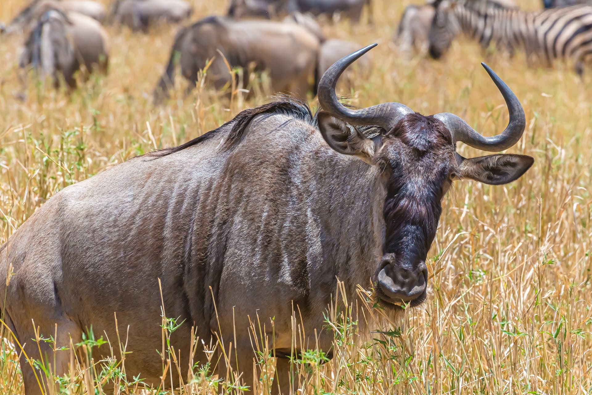 Wildebeest in Serengeti