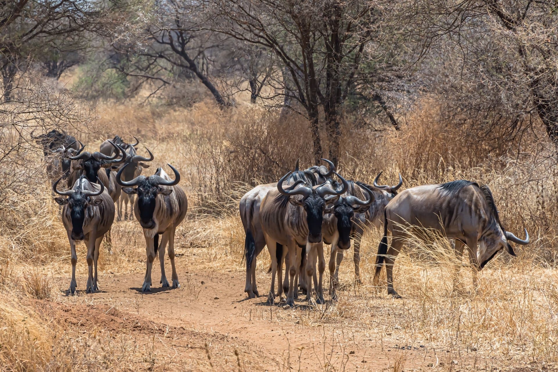 Serengeti Great Migration Safari