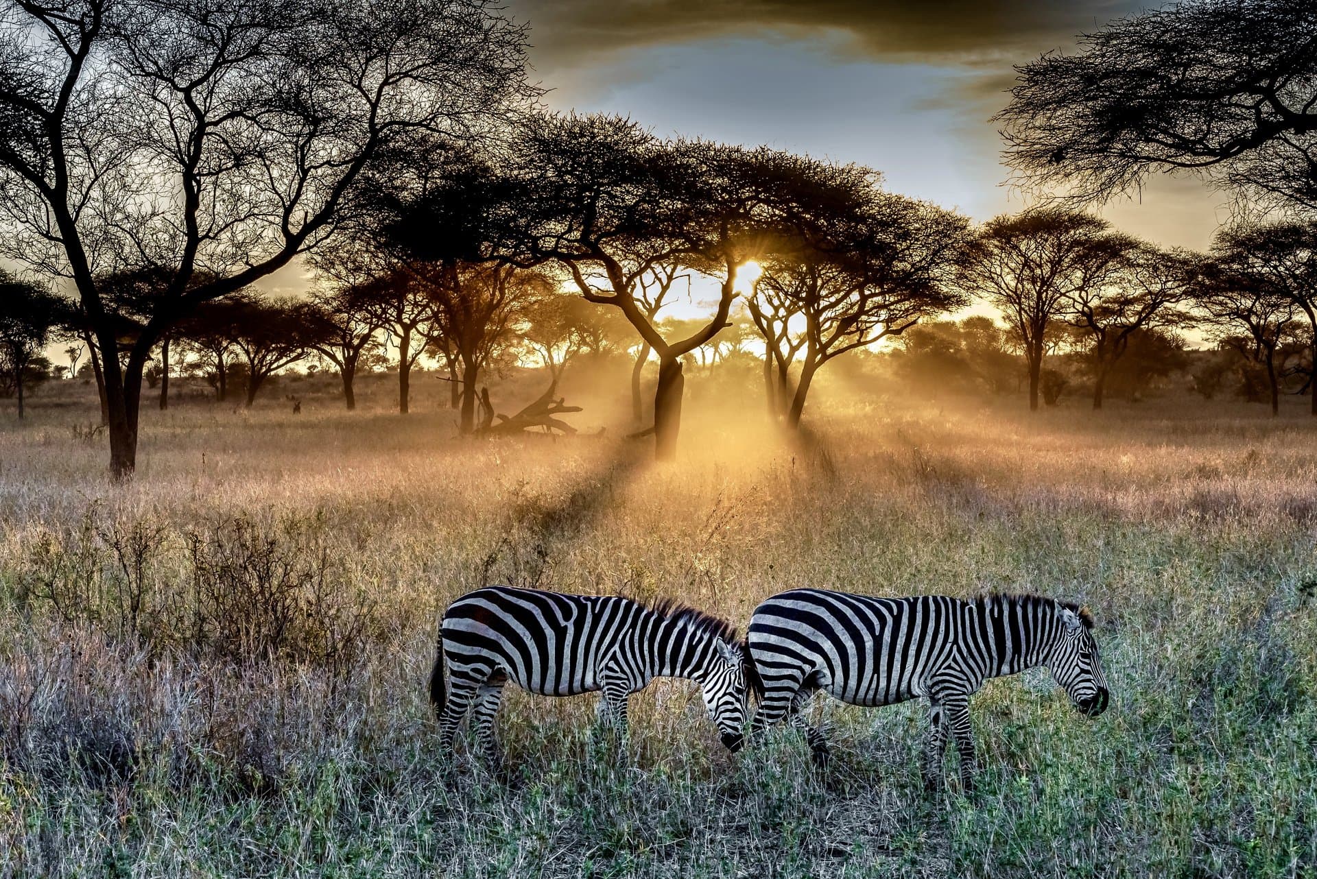 Tarsier Safaris - Experience East Africa