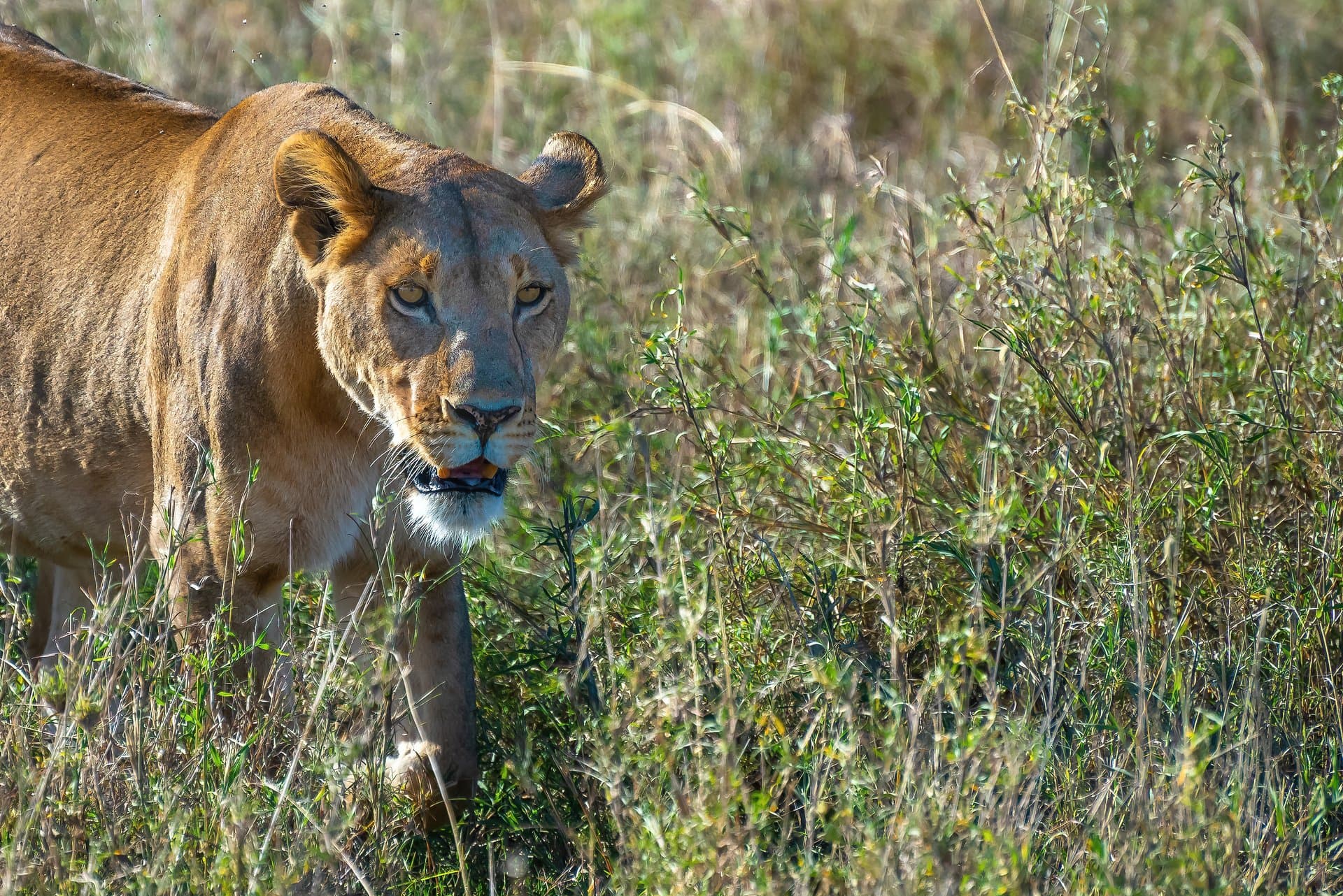 Akagera National Park