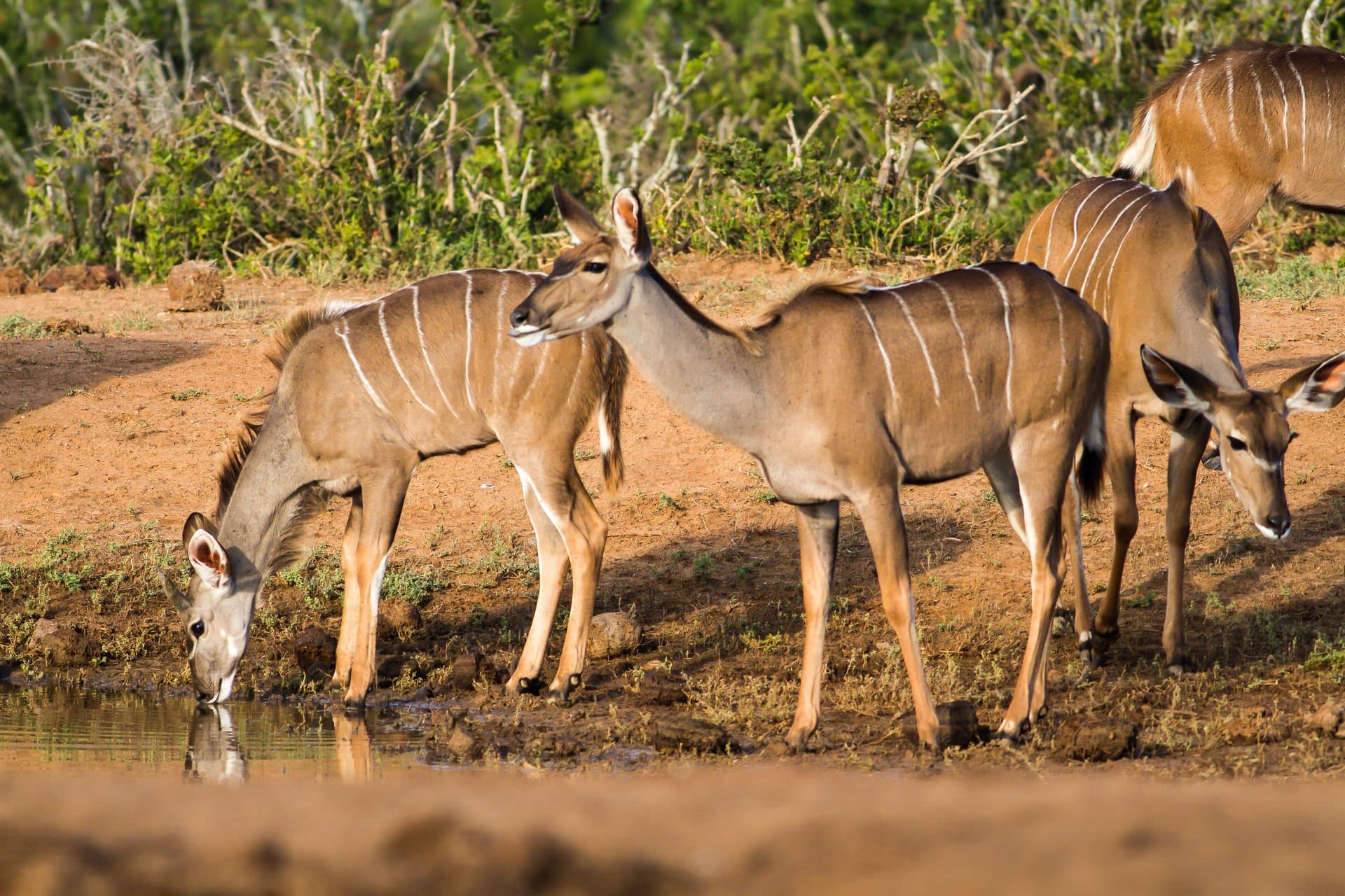 Amboseli National Park gallery 1