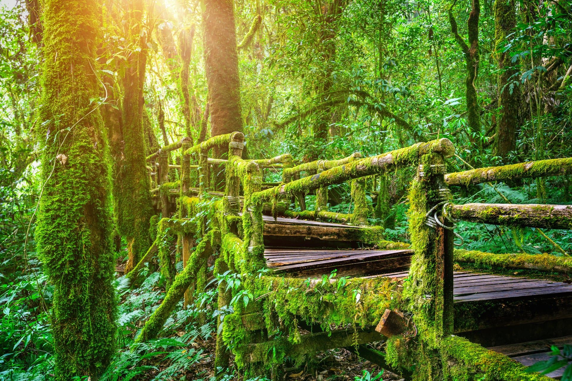 Bwindi Impenetrable Forest gallery 3