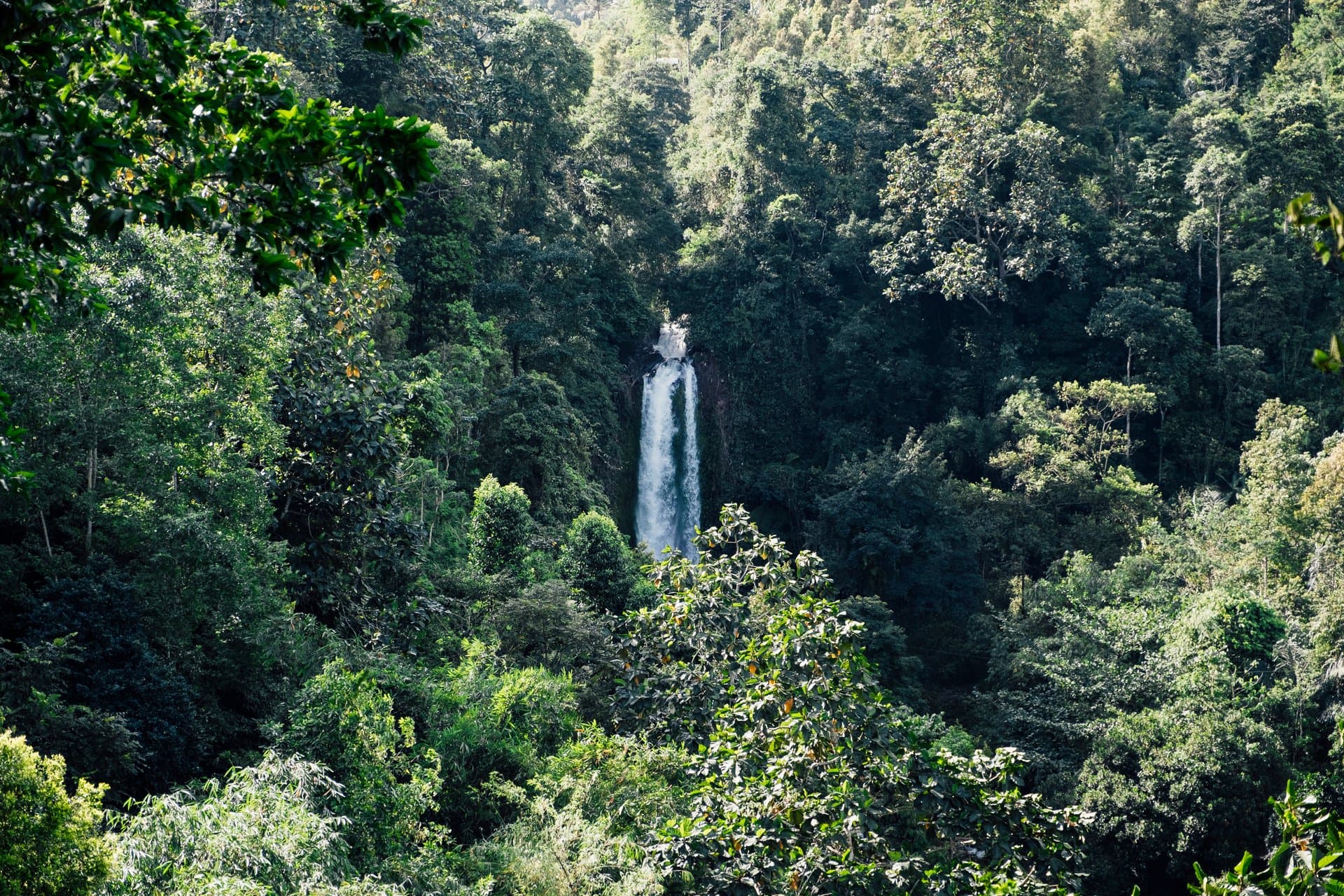 Bwindi Impenetrable Forest