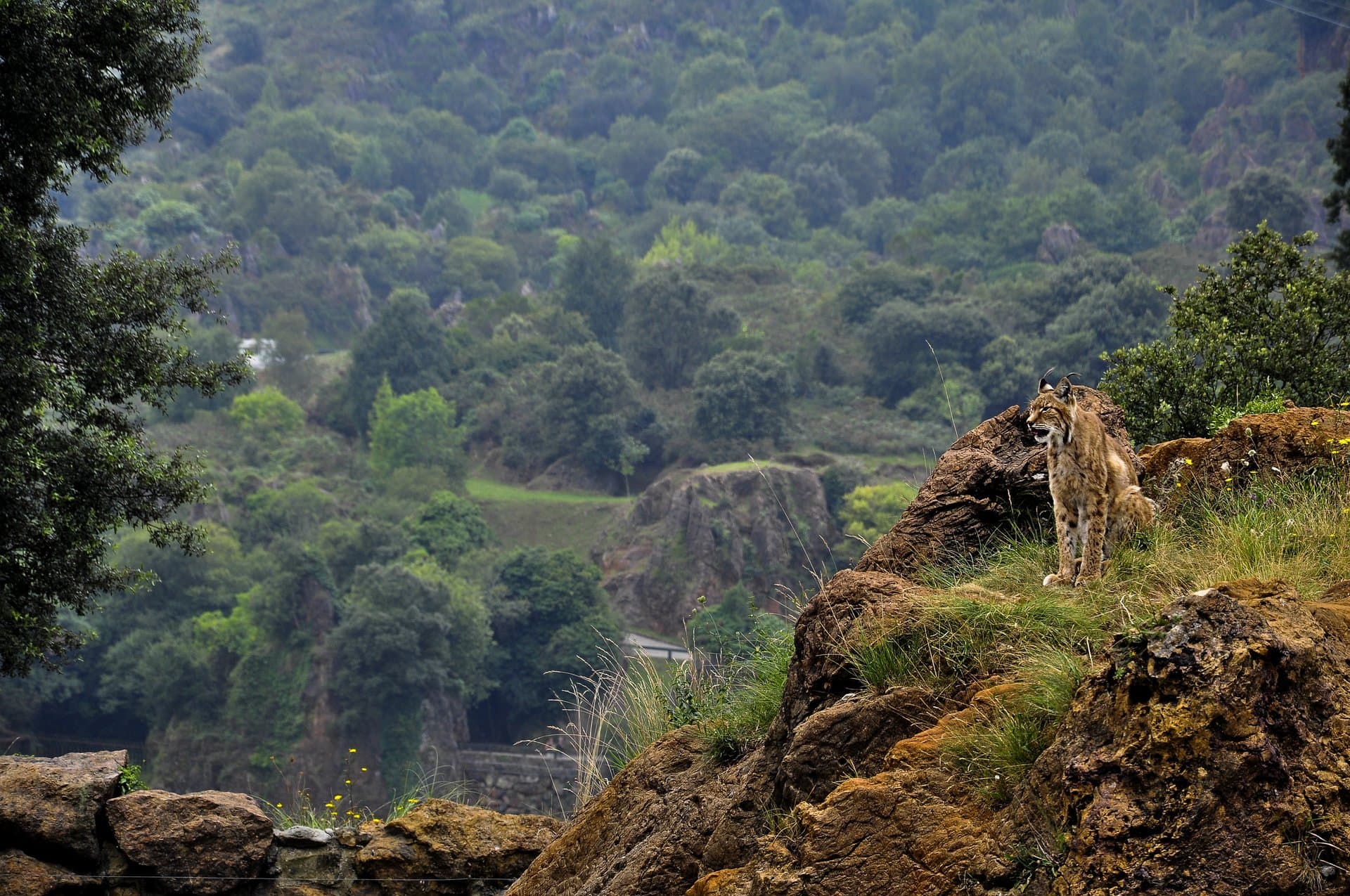 Bwindi Impenetrable Forest gallery 1