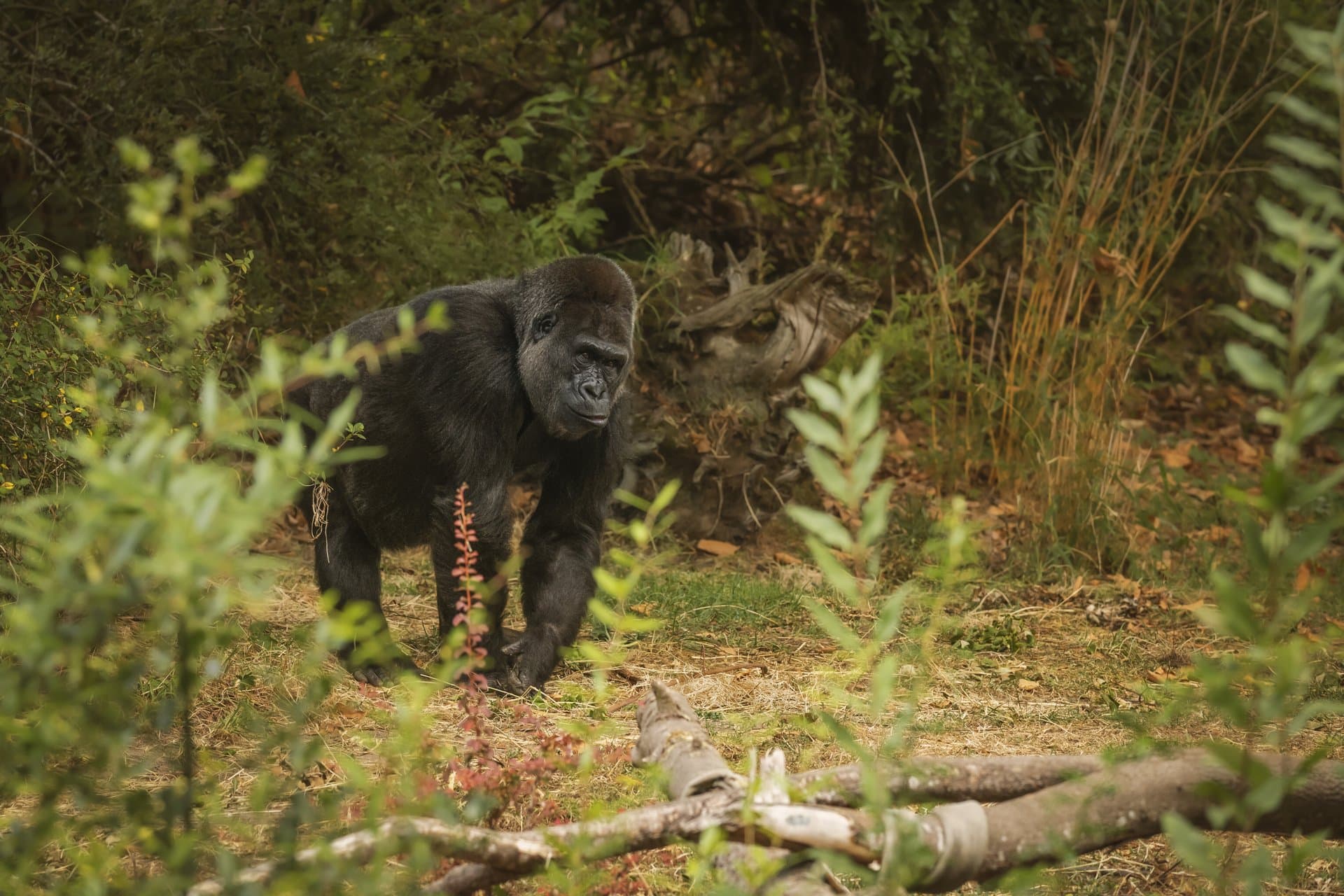 Kibale Forest National Park gallery 2