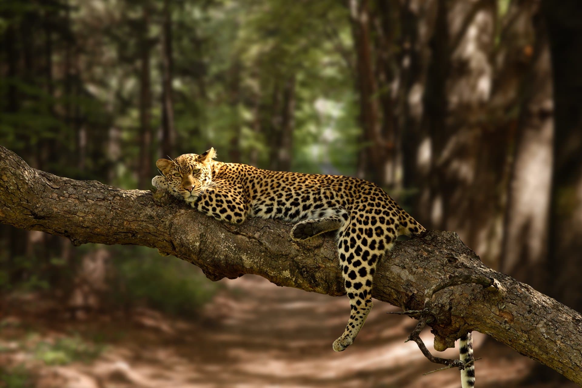 Kibale Forest National Park gallery 1