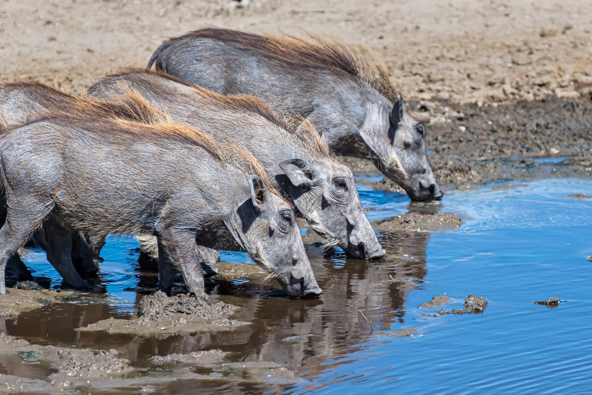 Lake Nakuru National Park gallery 2