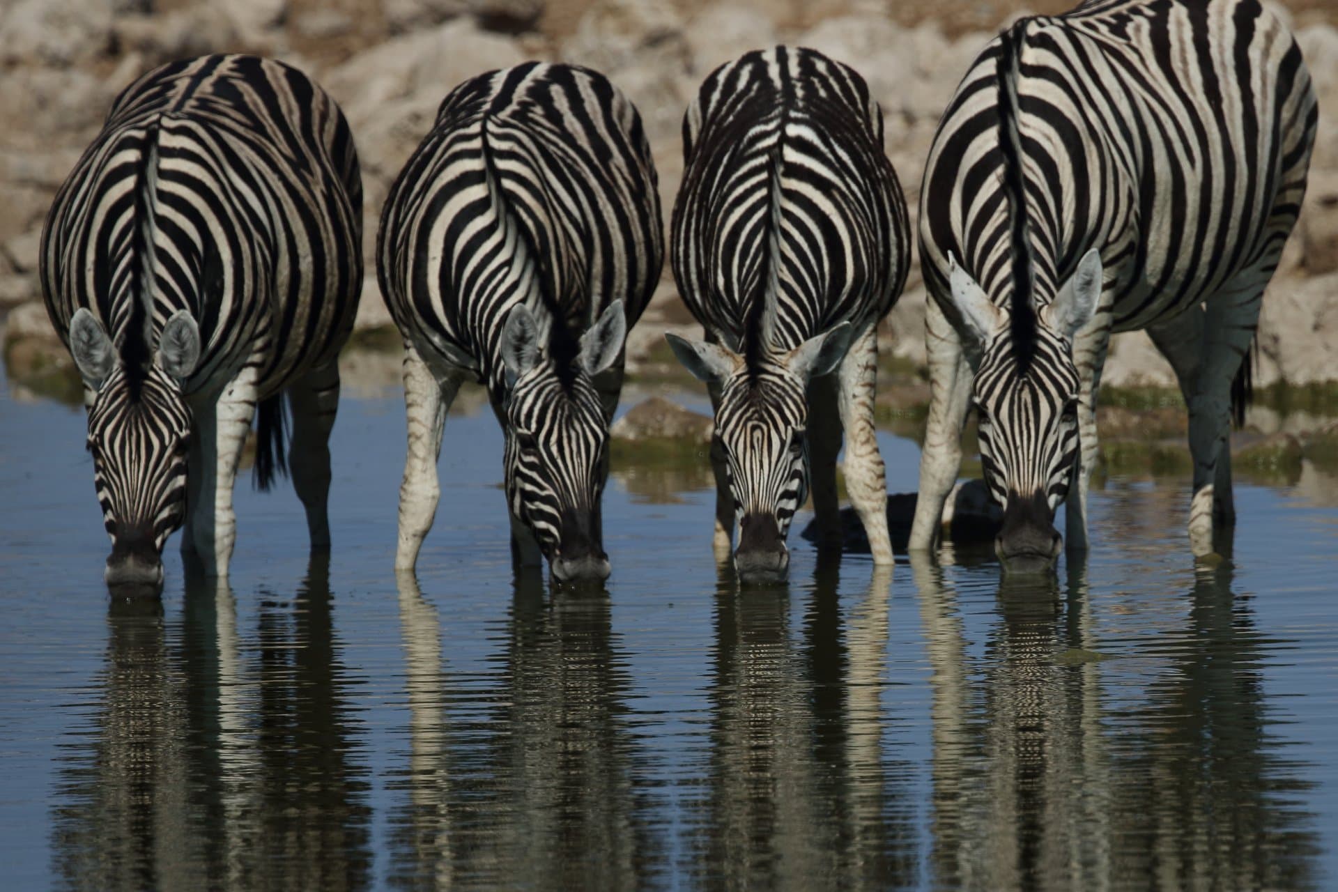 Lake Nakuru National Park gallery 3