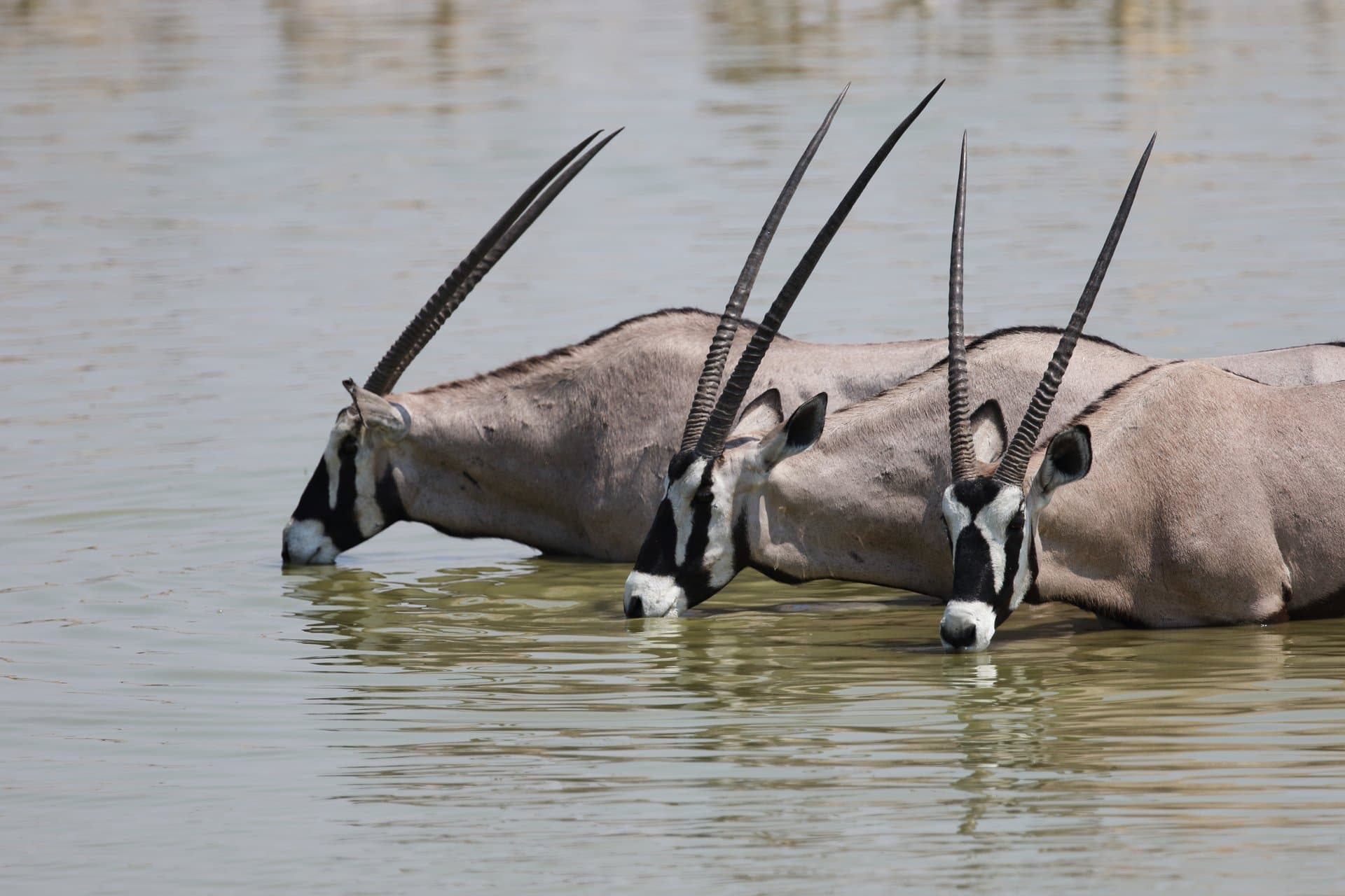 Lake Nakuru National Park gallery 5