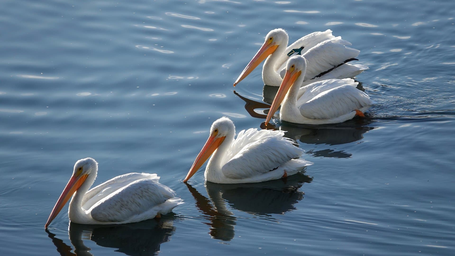 Lake Nakuru National Park gallery 8
