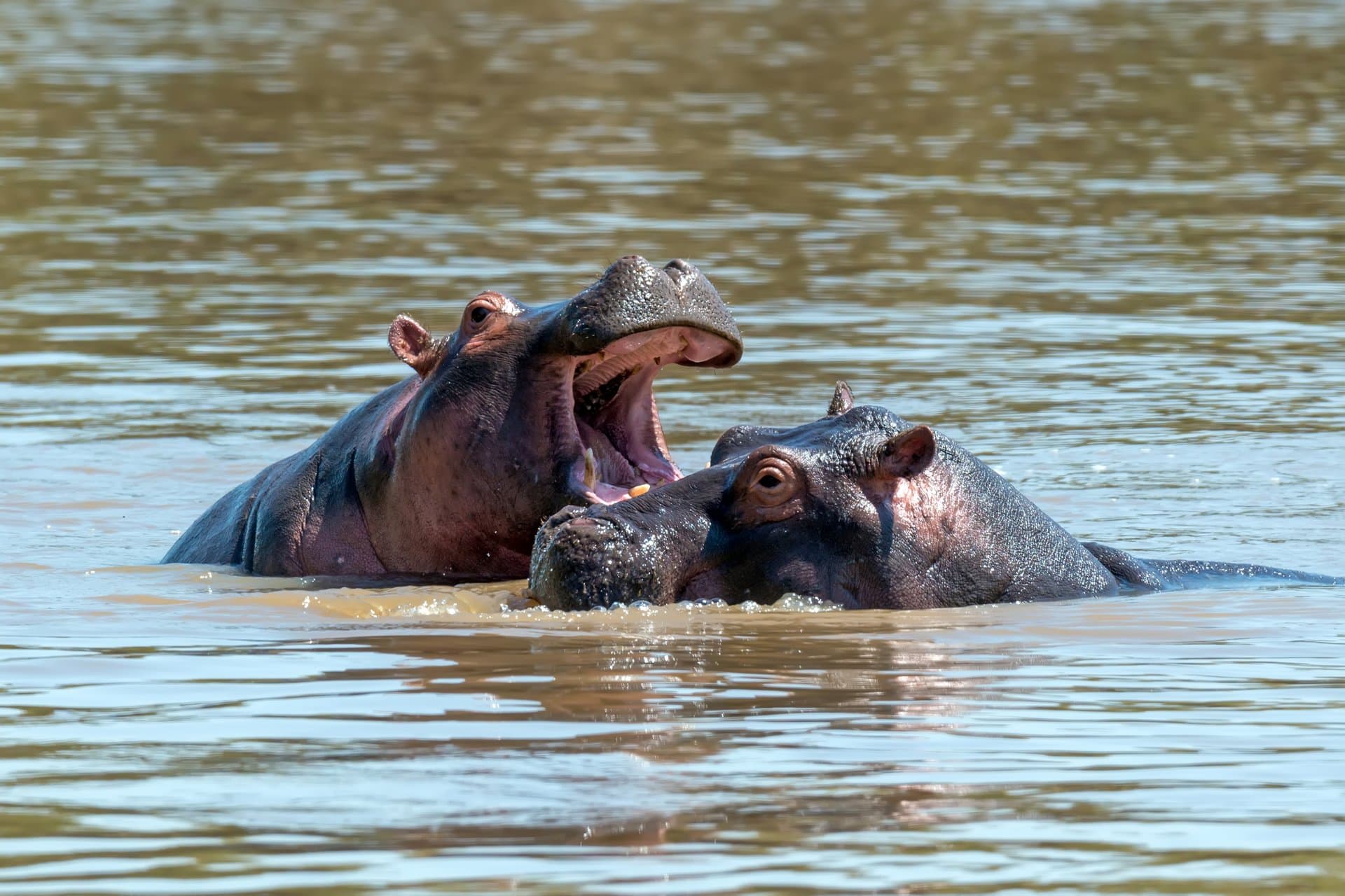 Lake Nakuru National Park gallery 9