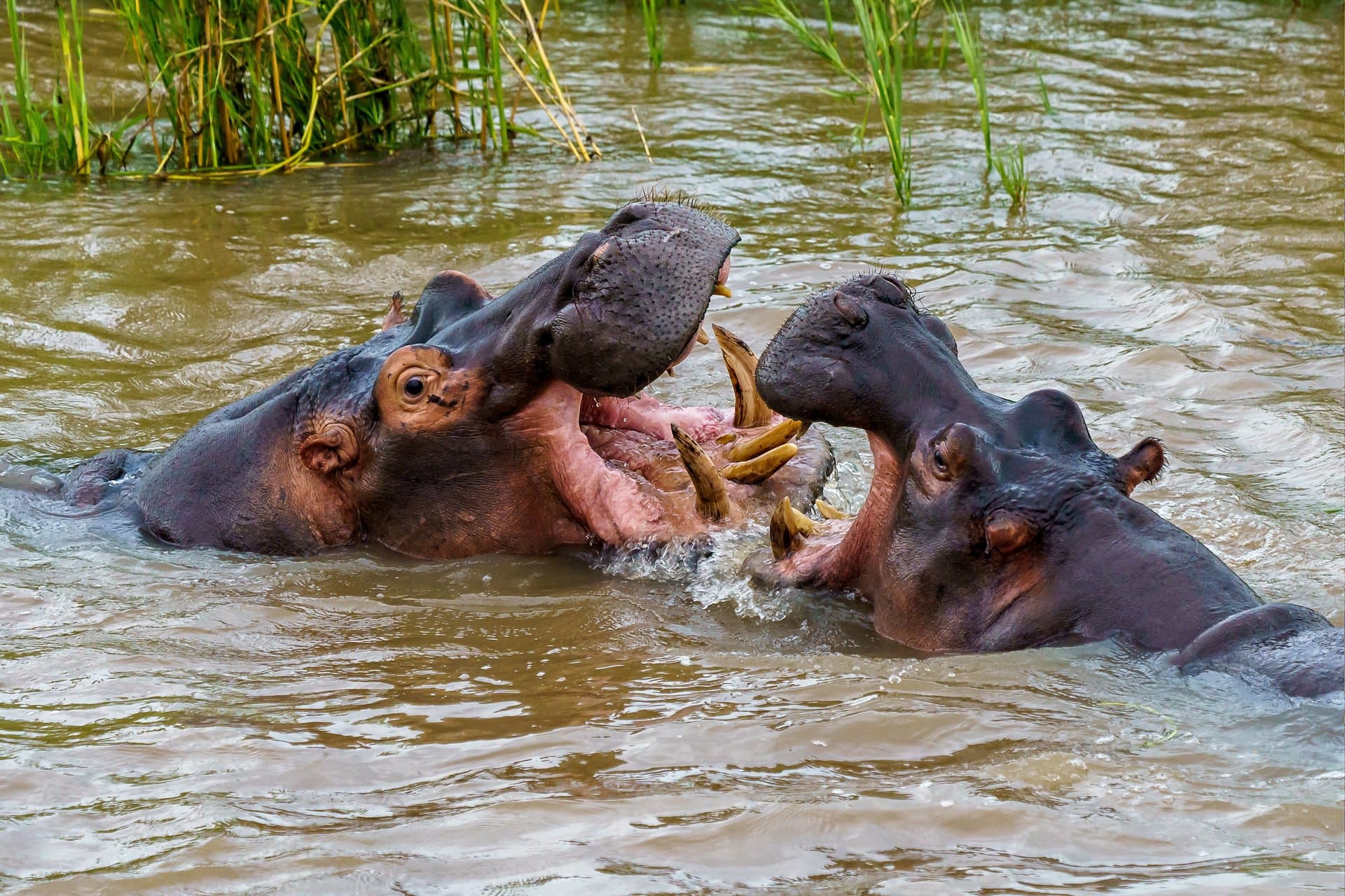 Lake Nakuru National Park gallery 10