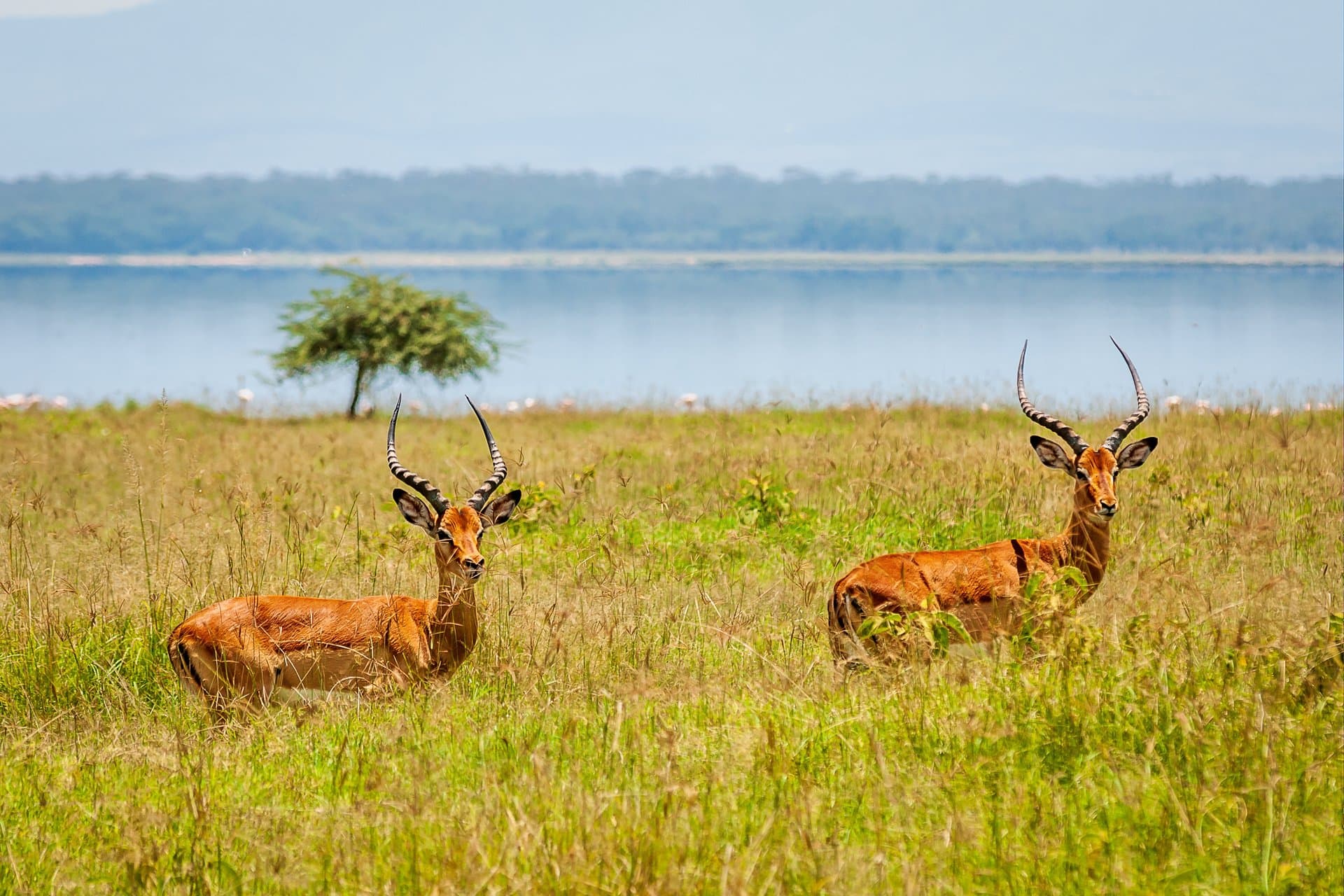 Masai Mara National Reserve gallery 9