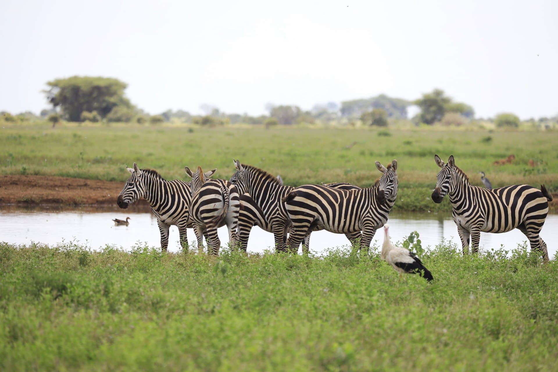 Masai Mara National Reserve gallery 1