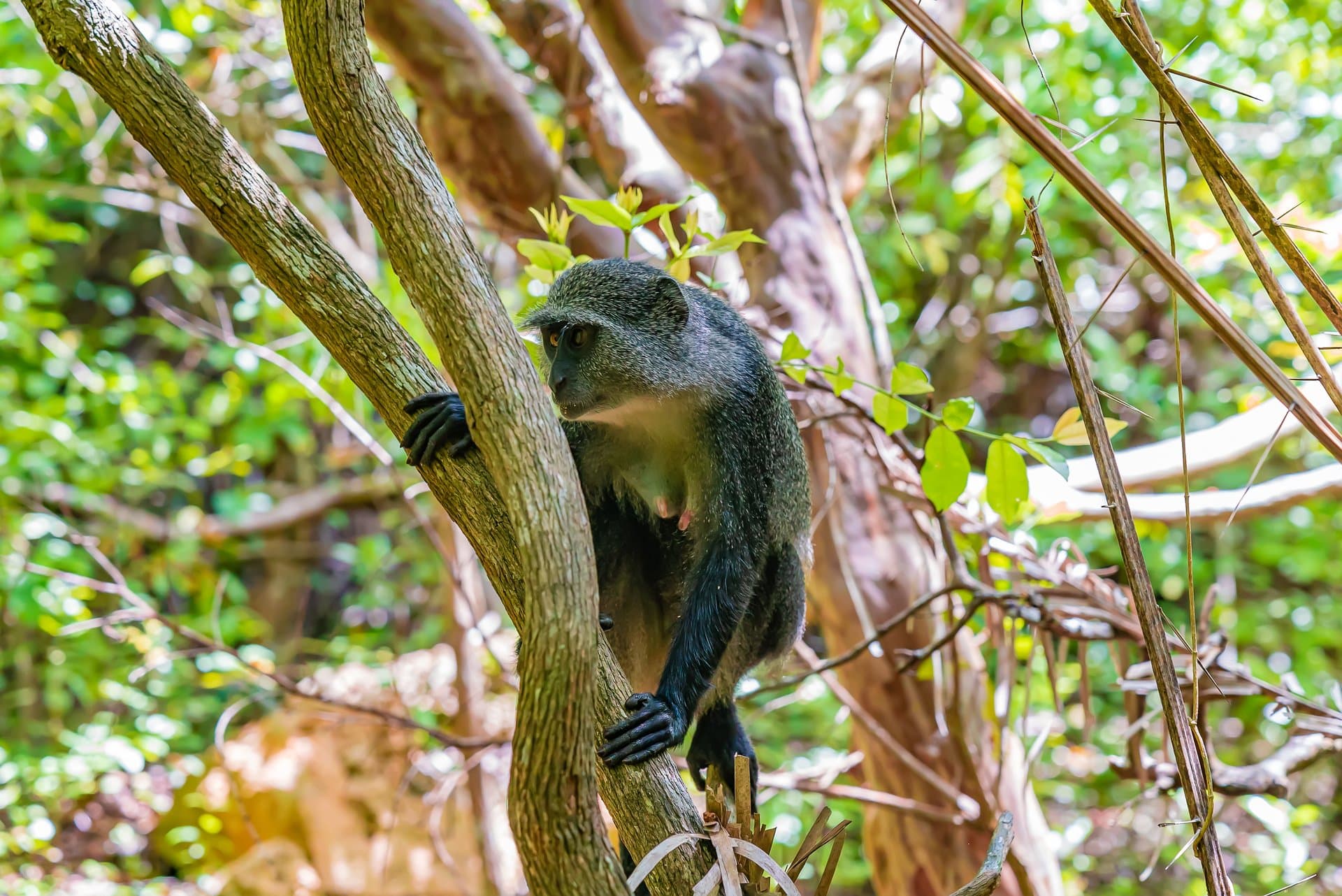 Nyungwe Forest National Park