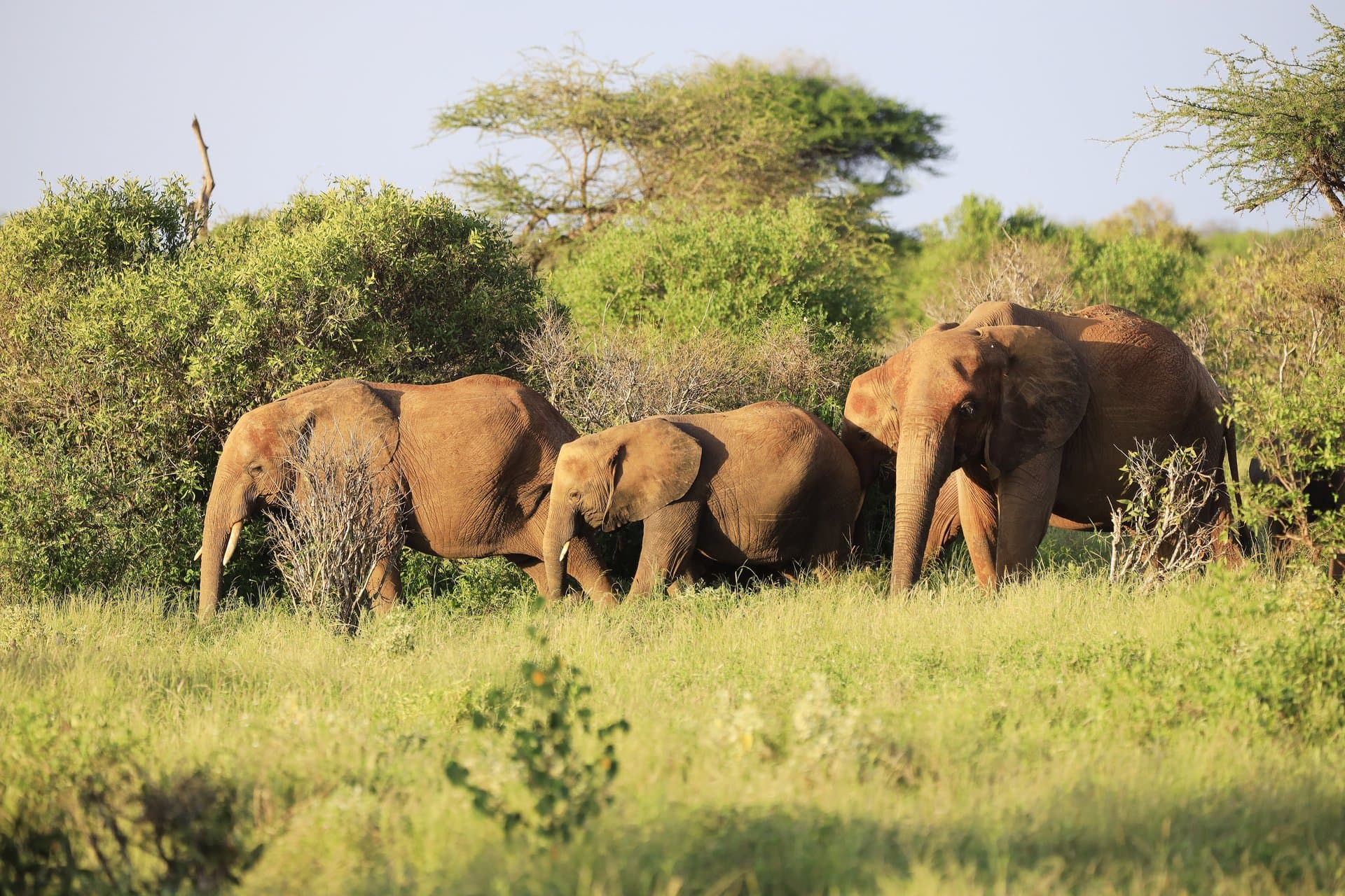 Serengeti National Park gallery 12