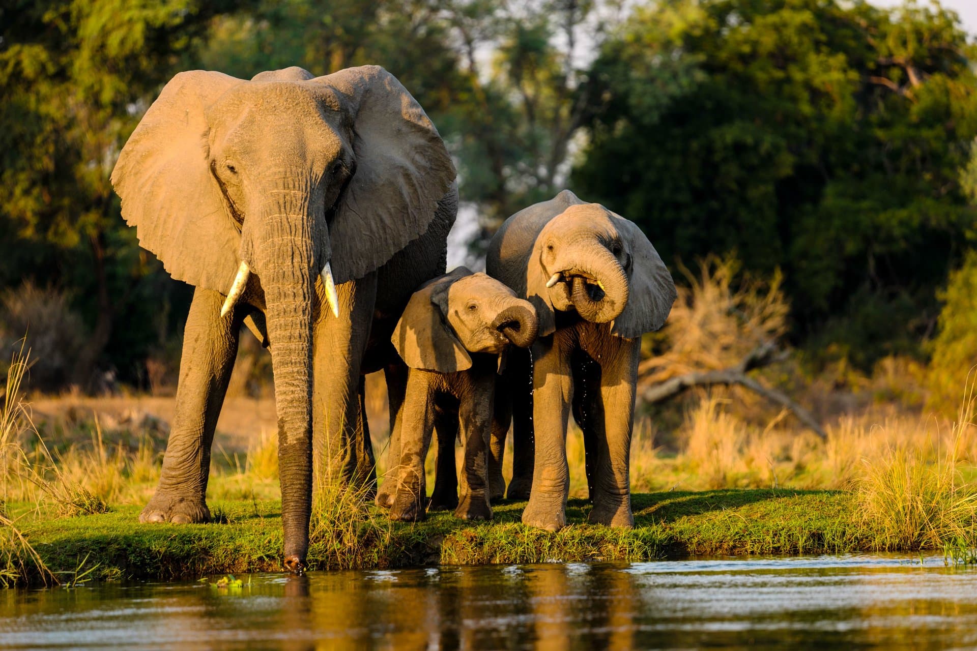 Tarangire National Park gallery 10