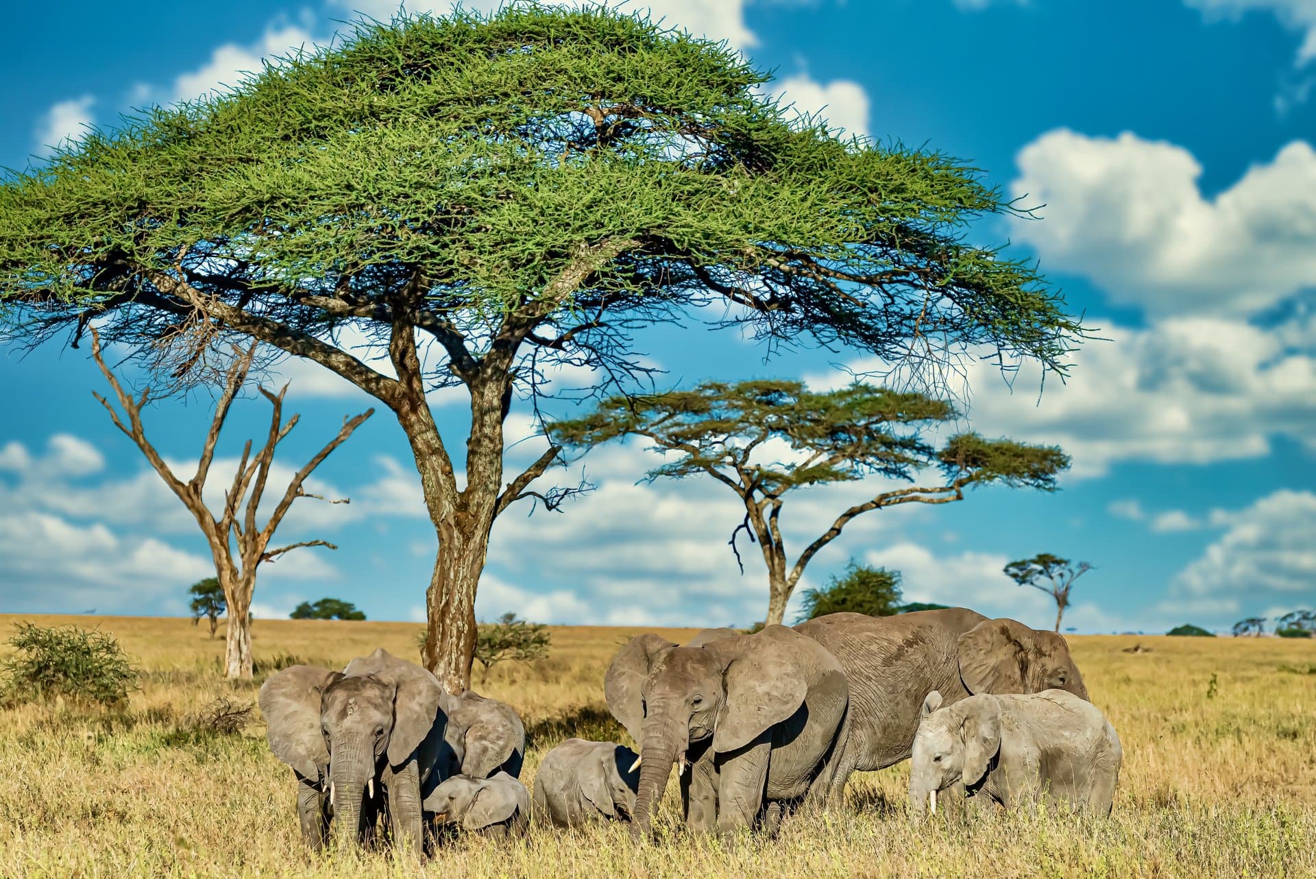 Tarangire National Park gallery 2