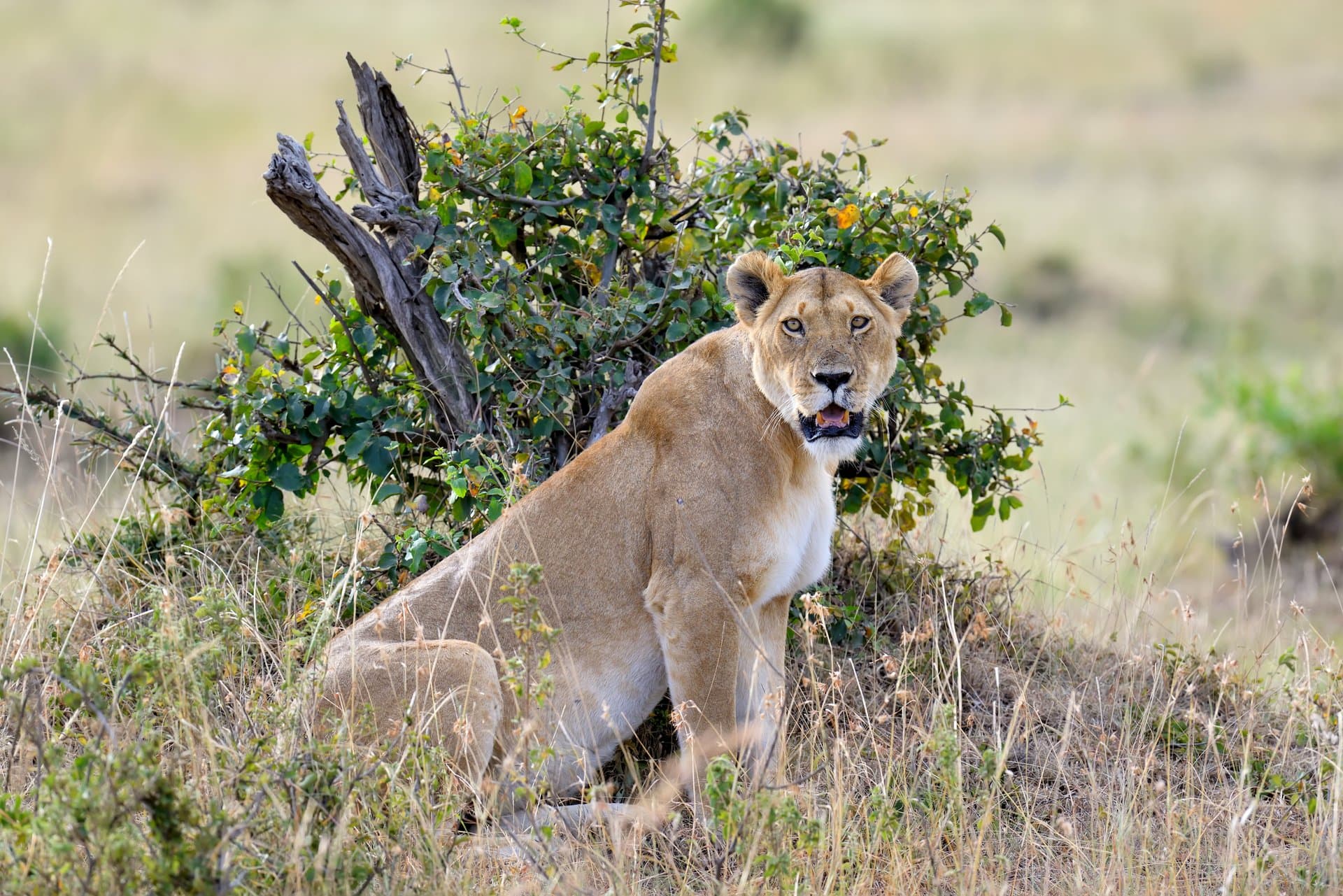 Tarangire National Park gallery 6