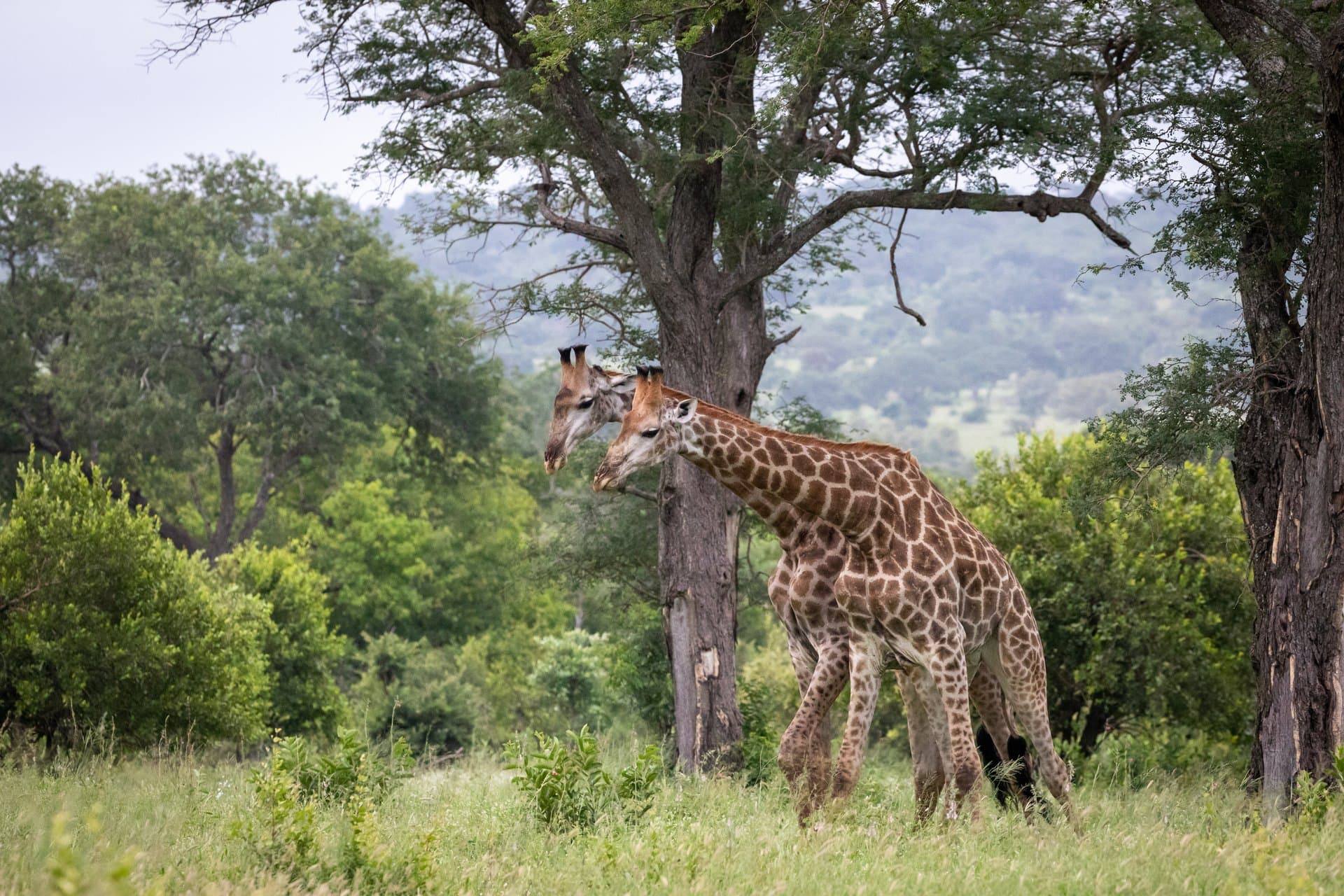 Tarangire National Park gallery 13