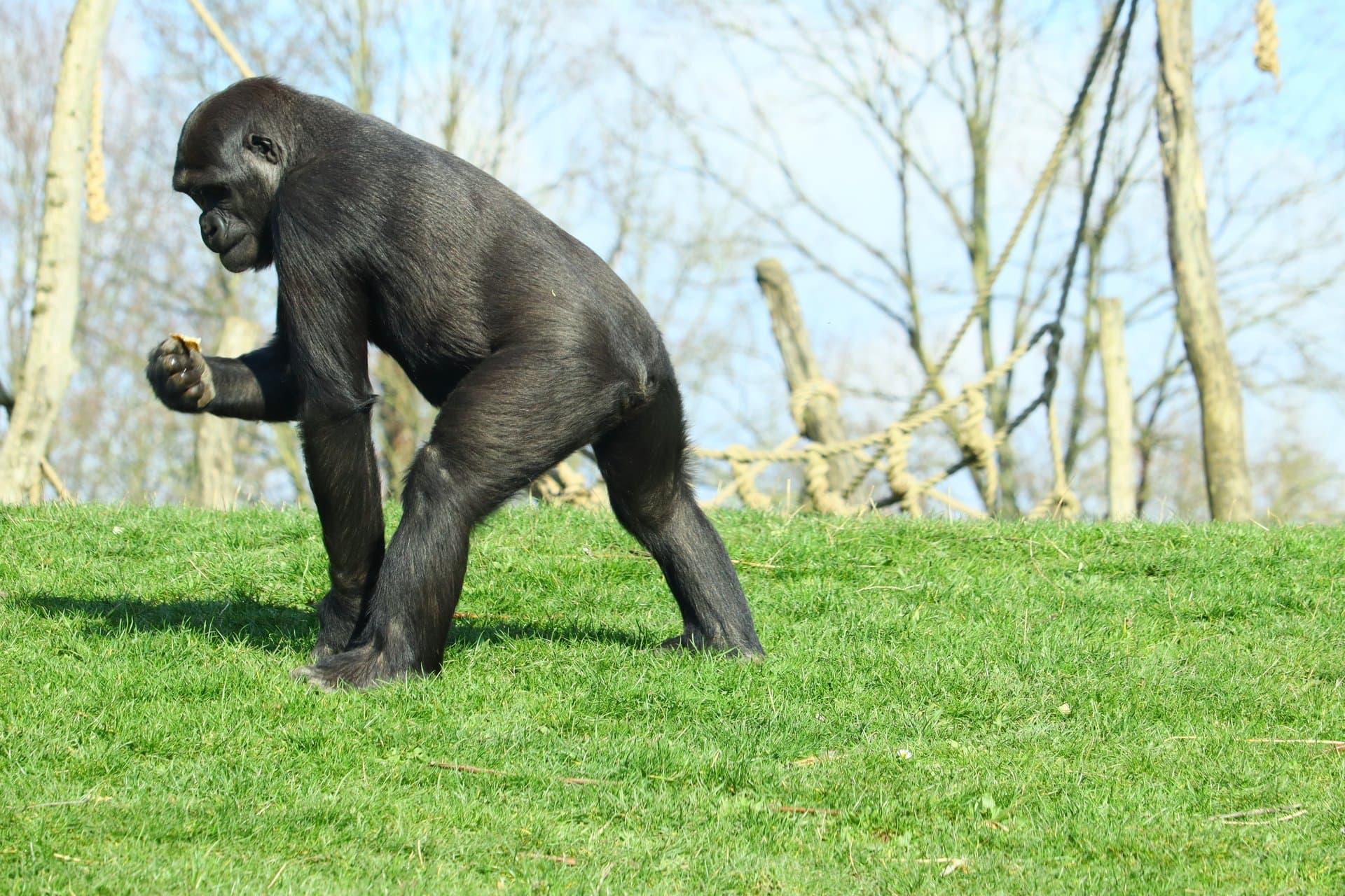 Virunga National Park gallery 10