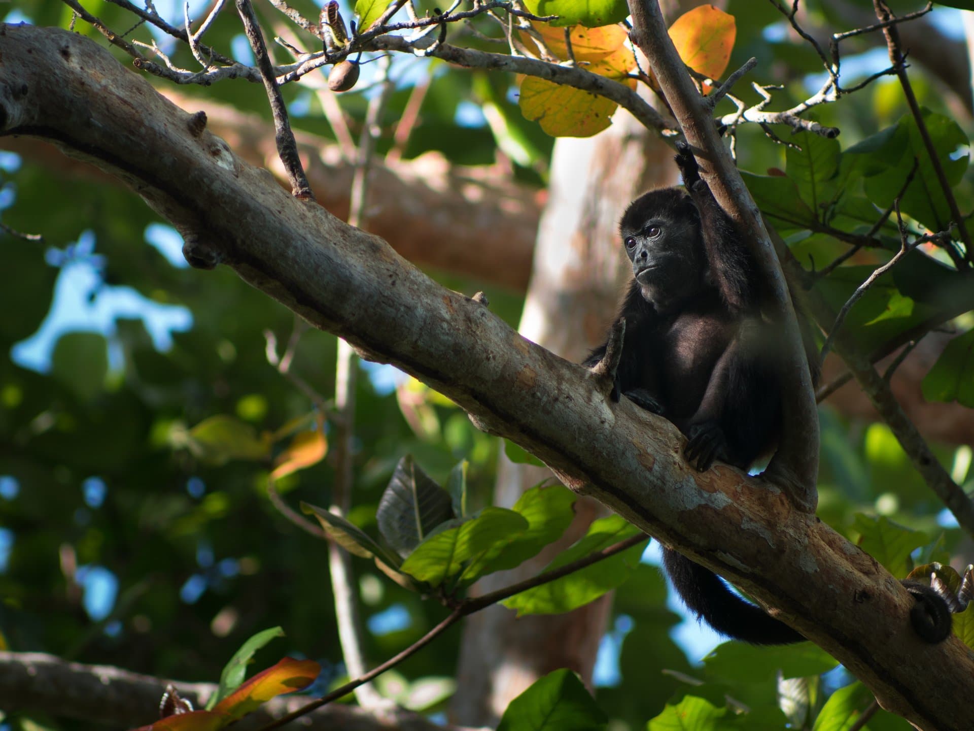 Virunga National Park gallery 8