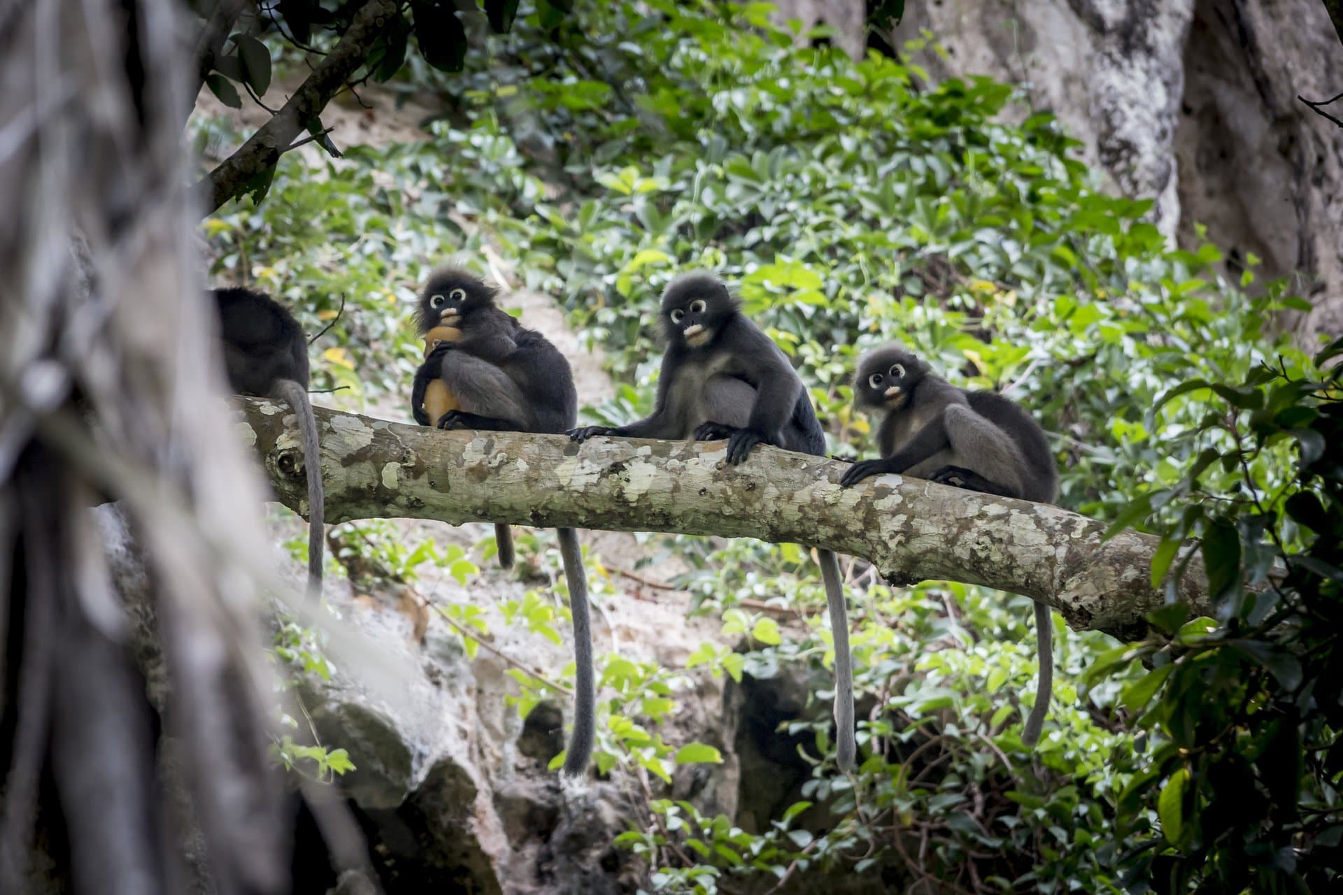 Virunga National Park gallery 4