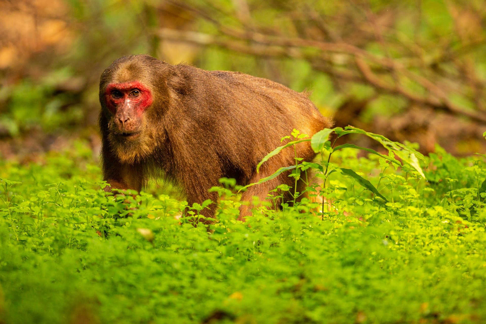 Virunga National Park gallery 2